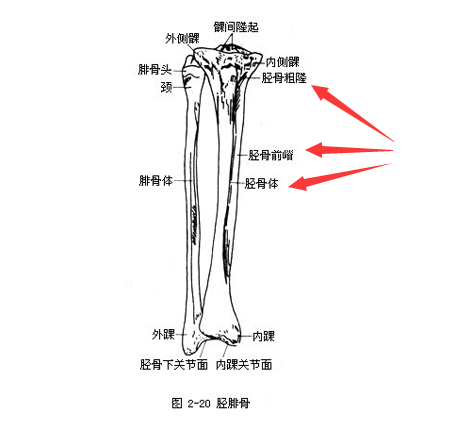 探花视频在线是通过胫骨和桡骨经行检测了解身体部位方便检测最为准确